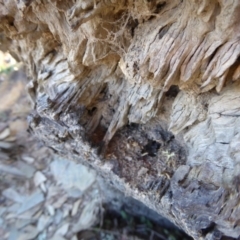 Papyrius nitidus at Yass River, NSW - 14 Sep 2019