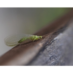 Chrysopidae (family) (Unidentified Green lacewing) at Watson, ACT - 8 Sep 2019 by kdm