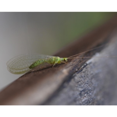 Chrysopidae (family) (Unidentified Green lacewing) at Watson, ACT - 7 Sep 2019 by kdm