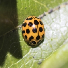 Harmonia conformis (Common Spotted Ladybird) at Macquarie, ACT - 14 Sep 2019 by AlisonMilton