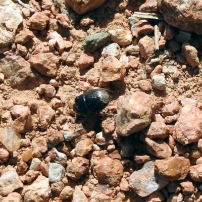Cydnidae sp. (family) (Burrower bug) at Fyshwick, ACT - 13 Sep 2019 by RodDeb