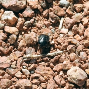 Cydnidae (family) at Fyshwick, ACT - 13 Sep 2019