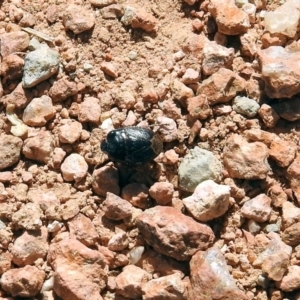 Cydnidae (family) at Fyshwick, ACT - 13 Sep 2019