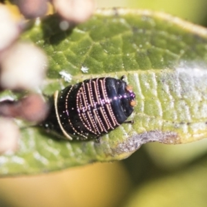 Ellipsidion australe at Macquarie, ACT - 14 Sep 2019 11:30 AM