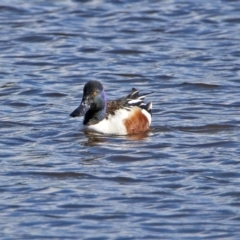 Spatula clypeata (Northern Shoveler) at Fyshwick, ACT - 13 Sep 2019 by RodDeb