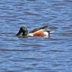 Spatula clypeata at Fyshwick, ACT - 13 Sep 2019