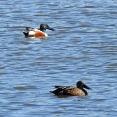 Spatula clypeata at Fyshwick, ACT - 13 Sep 2019