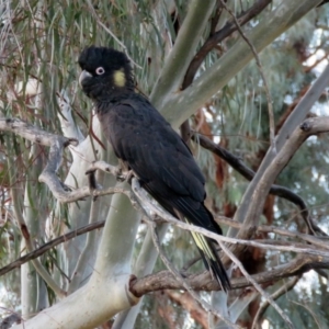 Zanda funerea at Macarthur, ACT - 14 Sep 2019