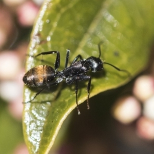 Camponotus aeneopilosus at Macquarie, ACT - 14 Sep 2019