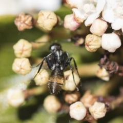 Camponotus aeneopilosus at Macquarie, ACT - 14 Sep 2019 11:32 AM