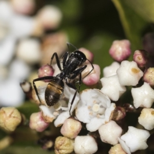 Camponotus aeneopilosus at Macquarie, ACT - 14 Sep 2019 11:32 AM