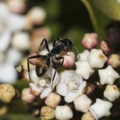 Camponotus aeneopilosus at Macquarie, ACT - 14 Sep 2019