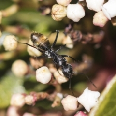 Camponotus aeneopilosus at Macquarie, ACT - 14 Sep 2019 11:32 AM