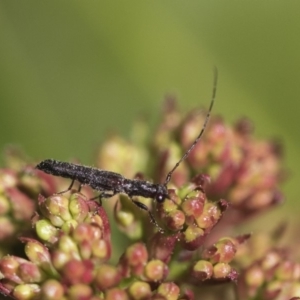 Itheum sp. (genus) at Macquarie, ACT - 14 Sep 2019