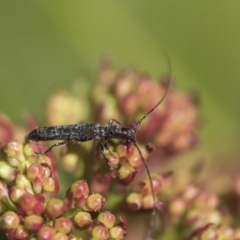 Itheum sp. (genus) at Macquarie, ACT - 14 Sep 2019 11:34 AM