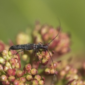 Itheum sp. (genus) at Macquarie, ACT - 14 Sep 2019