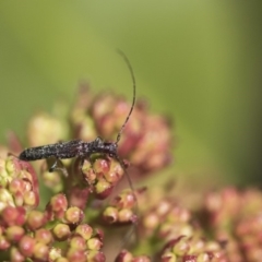 Itheum sp. (genus) at Macquarie, ACT - 14 Sep 2019