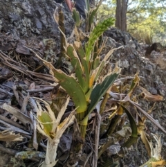 Dendrobium speciosum (Rock Lily) at Wyanbene, NSW - 14 Sep 2019 by MattM