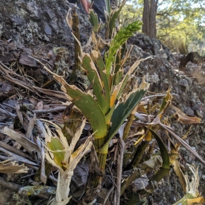 Dendrobium speciosum (Rock Lily) at Wyanbene, NSW - 14 Sep 2019 by MattM