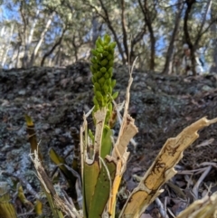 Thelychiton speciosa at Wyanbene, NSW - 14 Sep 2019