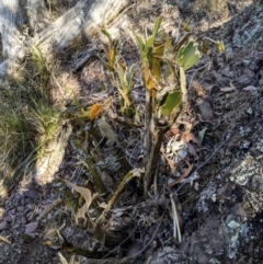 Thelychiton speciosa at Wyanbene, NSW - 14 Sep 2019