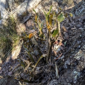 Thelychiton speciosa at Wyanbene, NSW - 14 Sep 2019