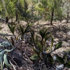 Dendrobium speciosum (Rock Lily) at Wyanbene, NSW - 14 Sep 2019 by MattM