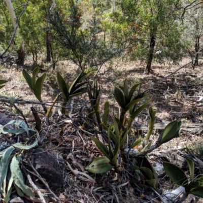 Dendrobium speciosum (Rock Lily) at Deua National Park (CNM area) - 14 Sep 2019 by MattM