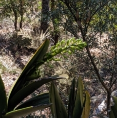 Thelychiton speciosa at Wyanbene, NSW - 14 Sep 2019