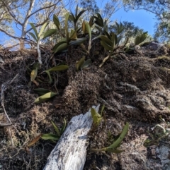 Thelychiton speciosa at Wyanbene, NSW - 14 Sep 2019