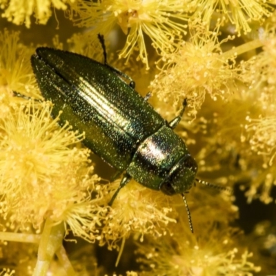 Melobasis sp. (genus) (Unidentified Melobasis jewel Beetle) at Acton, ACT - 12 Sep 2019 by AlisonMilton