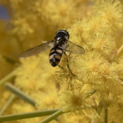 Melangyna viridiceps (Hover fly) at Acton, ACT - 13 Sep 2019 by AlisonMilton