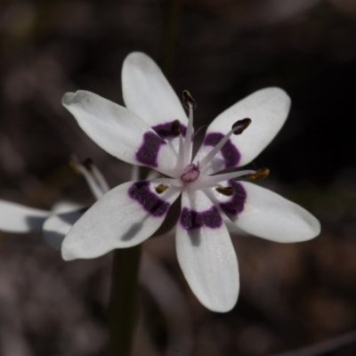 Wurmbea dioica subsp. dioica (Early Nancy) at Murrumbateman, NSW - 10 Sep 2019 by SallyandPeter