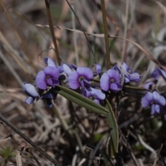 Hovea heterophylla (Common Hovea) at Murrumbateman, NSW - 10 Sep 2019 by SallyandPeter