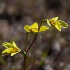 Diuris chryseopsis (Golden Moth) at Murrumbateman, NSW - 14 Sep 2019 by SallyandPeter