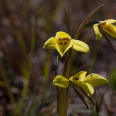 Diuris chryseopsis at Murrumbateman, NSW - 14 Sep 2019