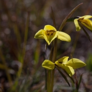 Diuris chryseopsis at Murrumbateman, NSW - 14 Sep 2019