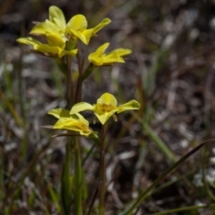 Diuris chryseopsis at Murrumbateman, NSW - 14 Sep 2019