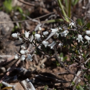 Cryptandra amara at Murrumbateman, NSW - 10 Sep 2019 01:10 PM