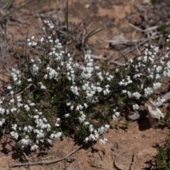 Cryptandra amara at Murrumbateman, NSW - 10 Sep 2019 01:10 PM