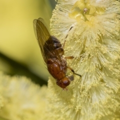 Lauxaniidae (family) (Unidentified lauxaniid fly) at Acton, ACT - 13 Sep 2019 by AlisonMilton