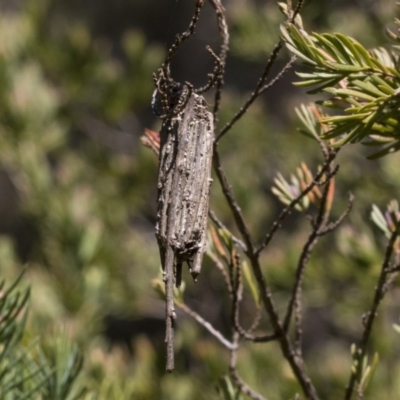 Clania ignobilis (Faggot Case Moth) at Acton, ACT - 13 Sep 2019 by AlisonMilton