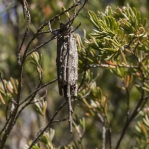 Clania ignobilis at Acton, ACT - 13 Sep 2019 12:36 PM