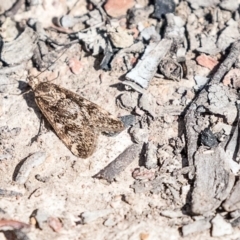 Achyra affinitalis (Cotton Web Spinner, Pyraustinae) at Amaroo, ACT - 8 Sep 2019 by AlisonMilton