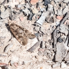 Achyra affinitalis (Cotton Web Spinner) at Amaroo, ACT - 8 Sep 2019 by AlisonMilton