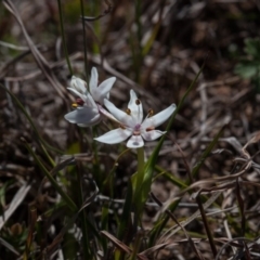 Wurmbea dioica subsp. dioica (Early Nancy) at Murrumbateman, NSW - 10 Sep 2019 by SallyandPeter