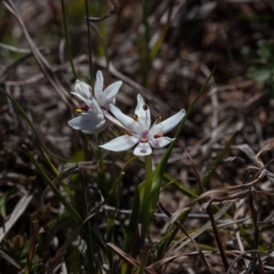 Wurmbea dioica subsp. dioica (Early Nancy) at Murrumbateman, NSW - 10 Sep 2019 by SallyandPeter