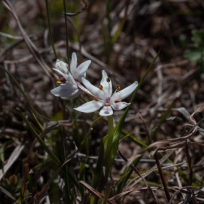 Wurmbea dioica subsp. dioica (Early Nancy) at Murrumbateman, NSW - 9 Sep 2019 by SallyandPeter