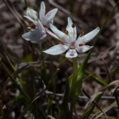 Wurmbea dioica subsp. dioica at Murrumbateman, NSW - 10 Sep 2019 12:00 AM