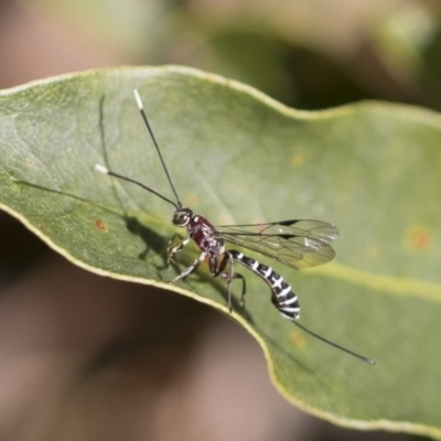 Labena sp. (genus) (An ichneumon wasp) at ANBG - 13 Sep 2019 by AlisonMilton